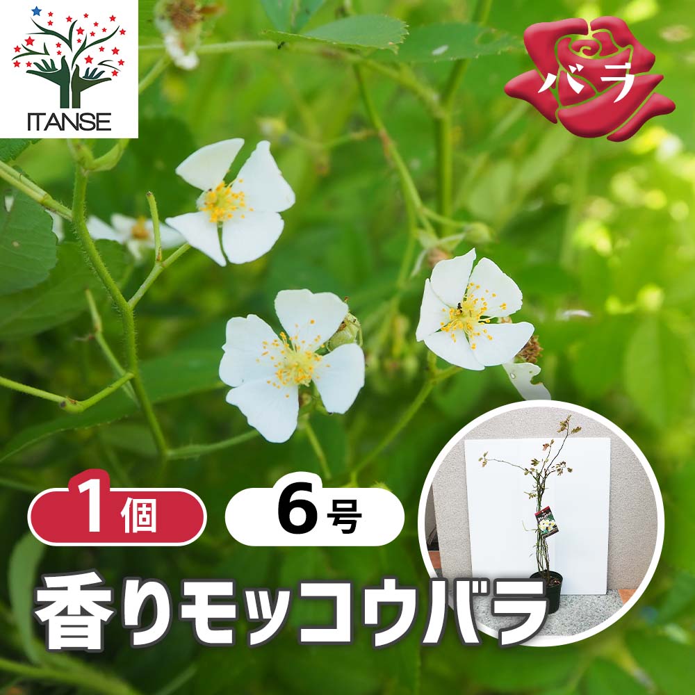 香りモッコウ バラ一重咲き白花 バラ【庭木 6号大苗／1個売り