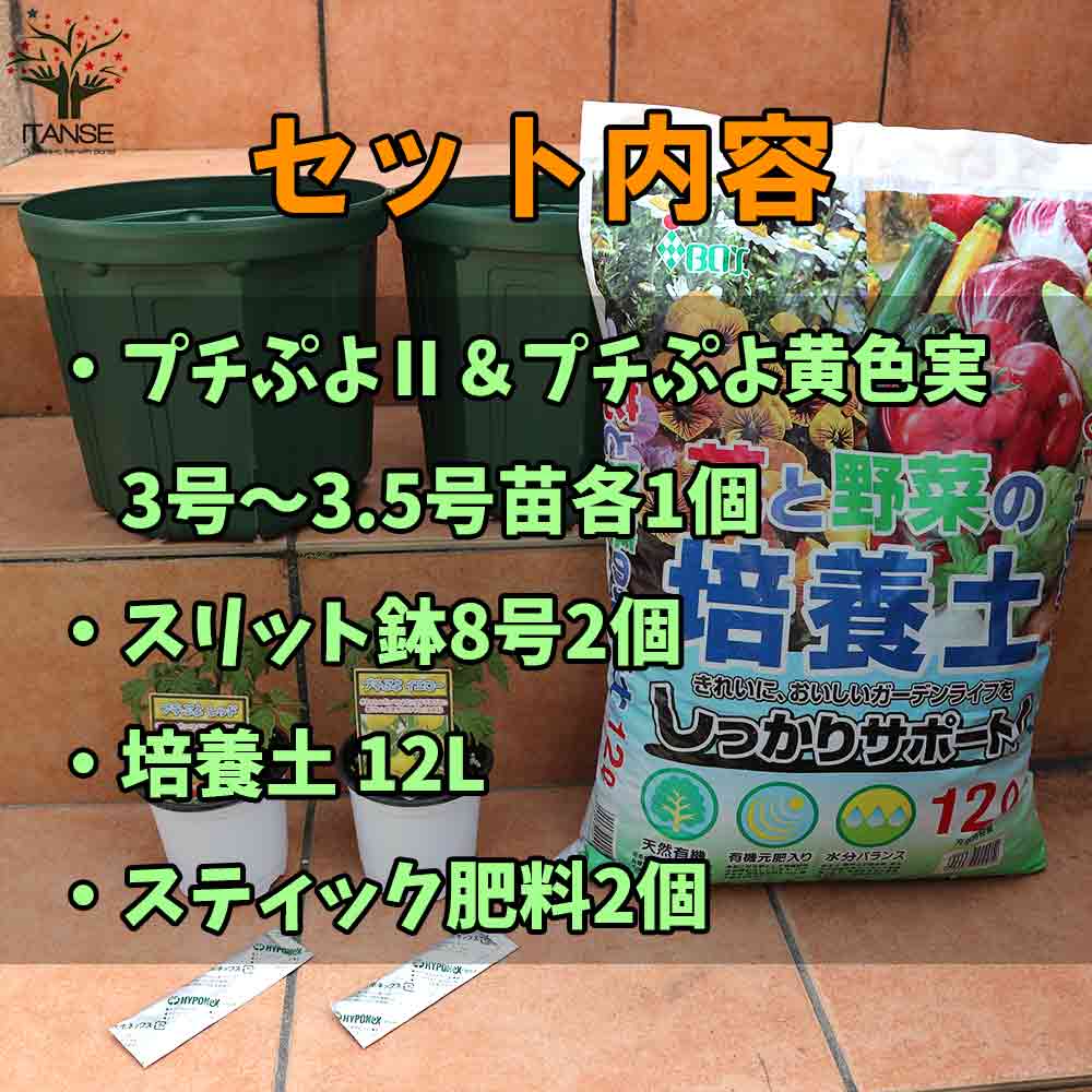 栽培セット ミニトマト苗 プチぷよⅡ 赤実＆プチぷよ黄色実【野菜の苗 9cm～10.5cmポット苗／お買い得2個セット】