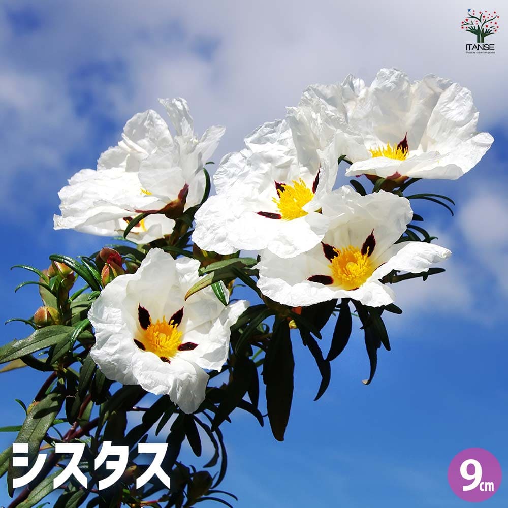 シスタス 【ハーブの苗 9cmポット】