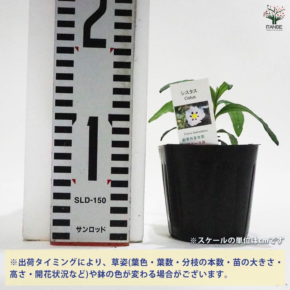 シスタス 【ハーブの苗 9cmポット】