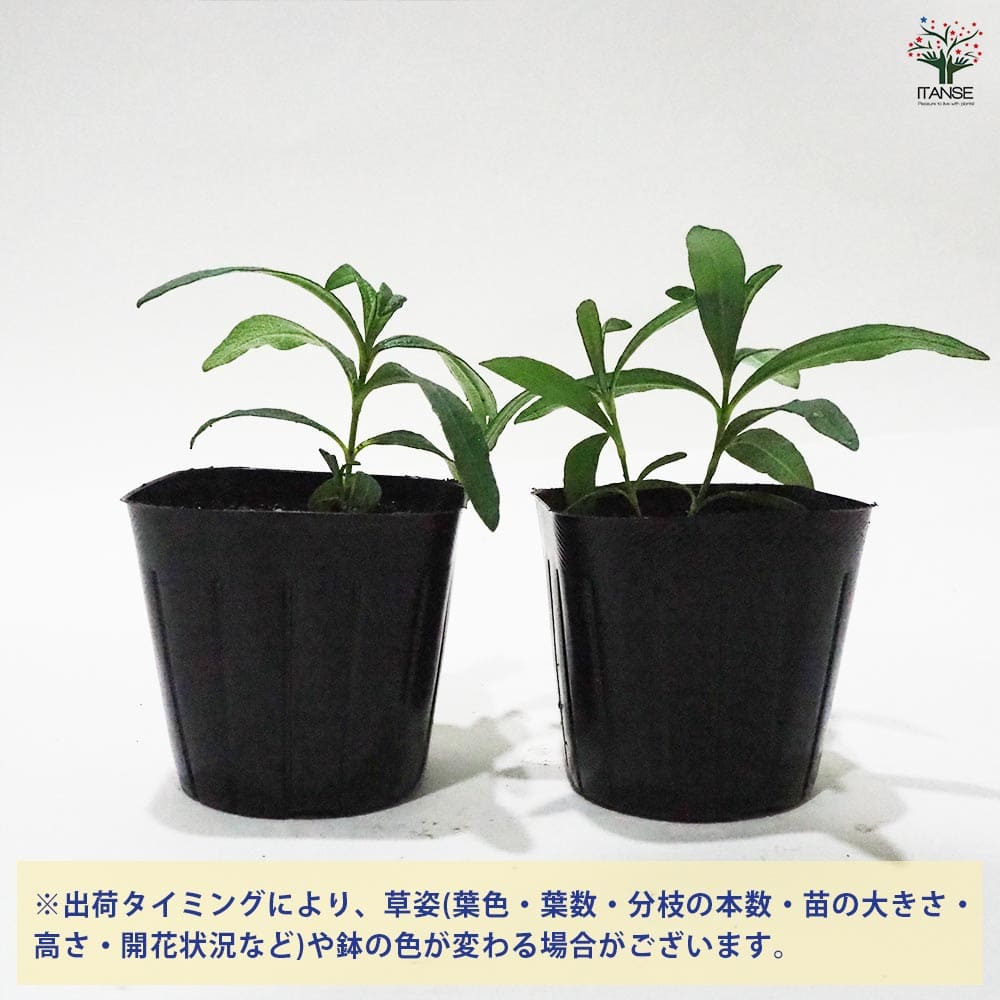 シスタス 【ハーブの苗 9cmポット】