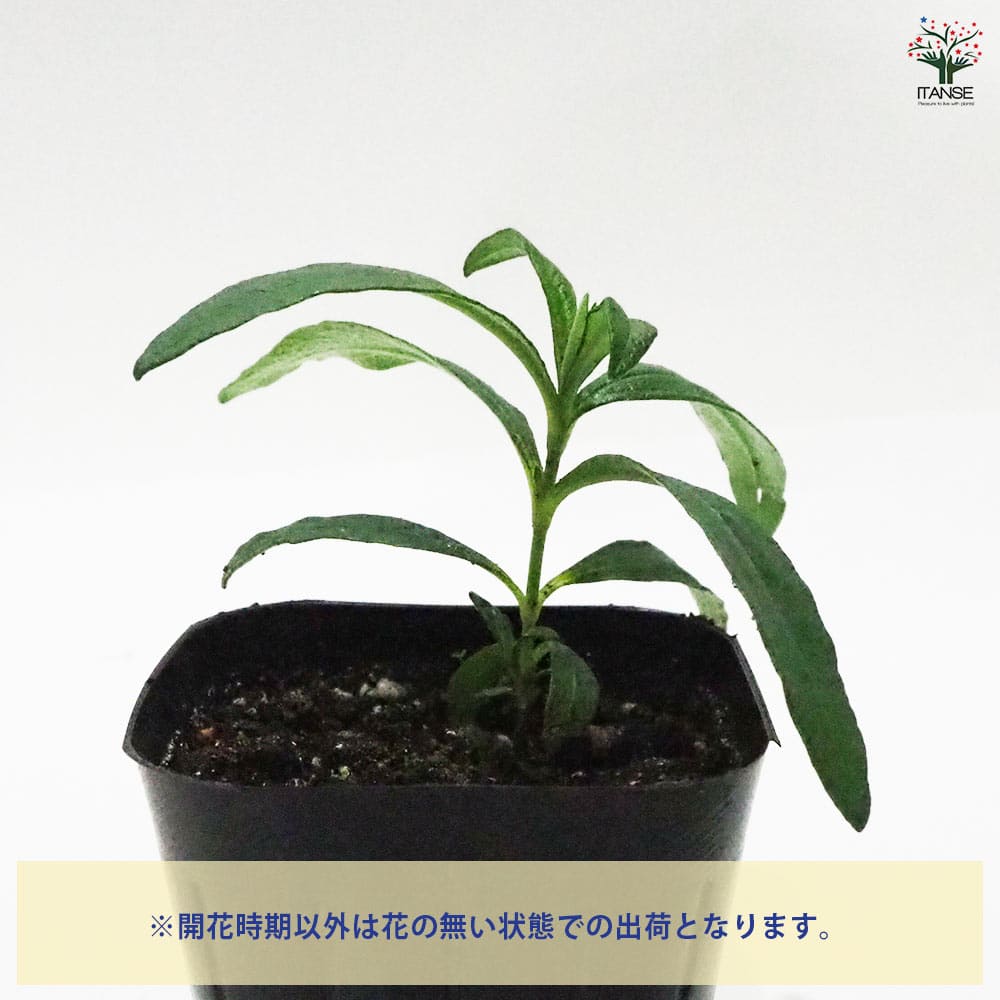 シスタス 【ハーブの苗 9cmポット】