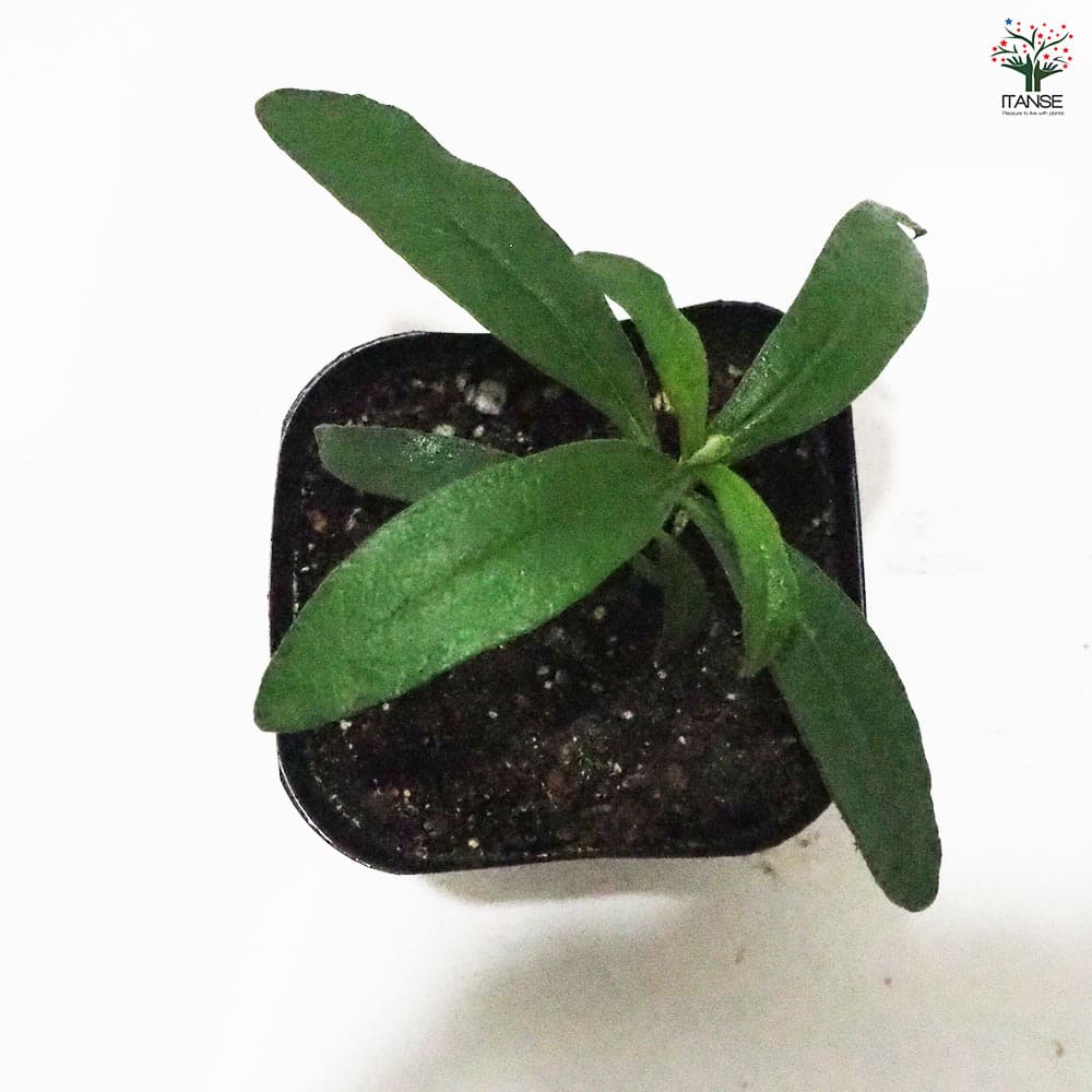 シスタス 【ハーブの苗 9cmポット】