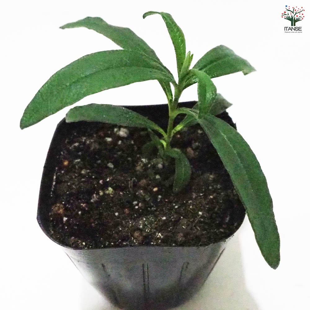 シスタス 【ハーブの苗 9cmポット】