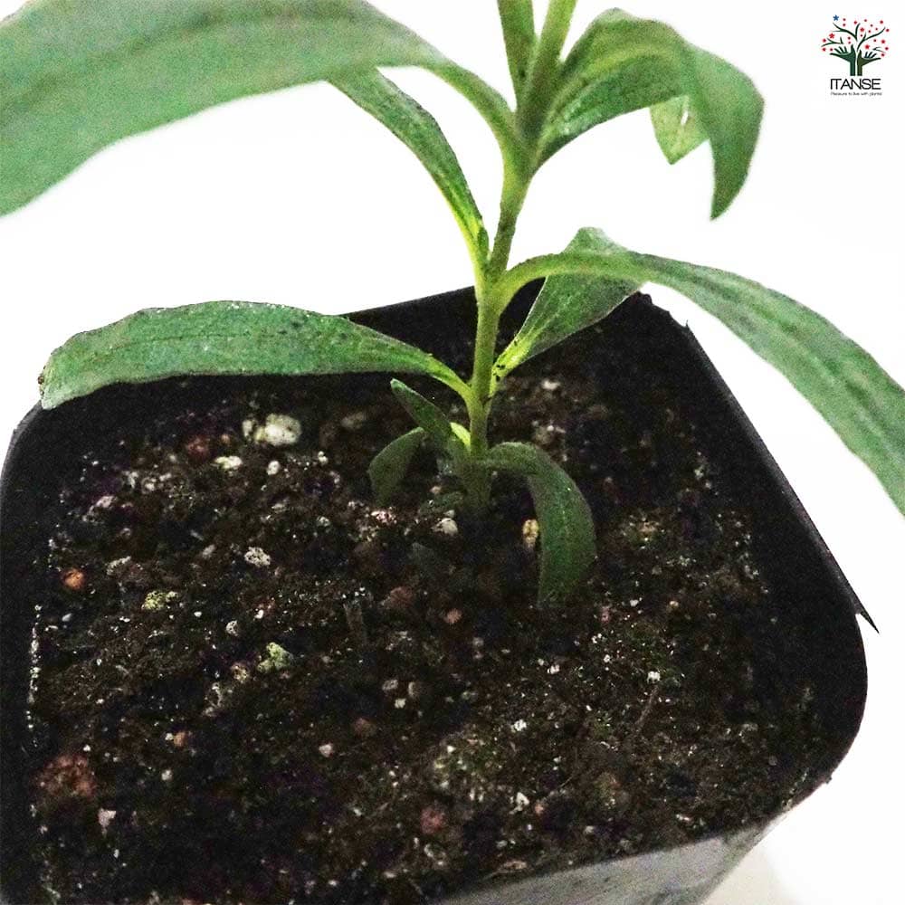 シスタス 【ハーブの苗 9cmポット】