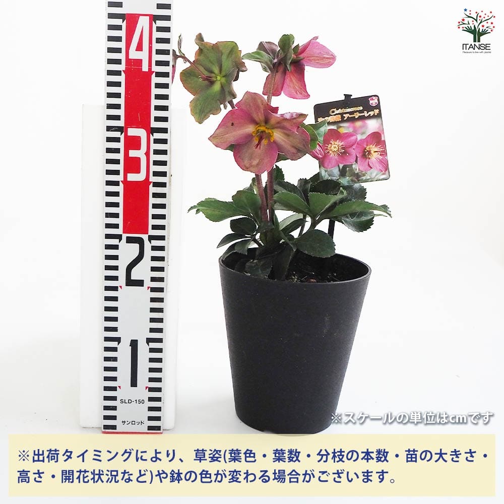 クリスマスローズ アーリーレッド 【花苗 5号鉢/1個売り】