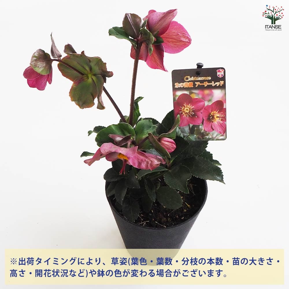 クリスマスローズ アーリーレッド 【花苗 5号鉢／1個売り】｜ 【植物の