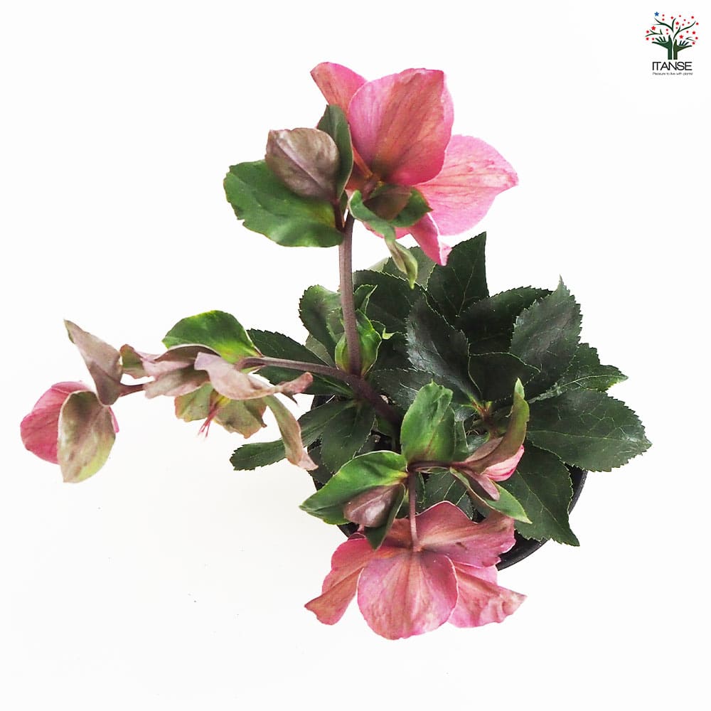 クリスマスローズ アーリーレッド 【花苗 5号鉢/1個売り】