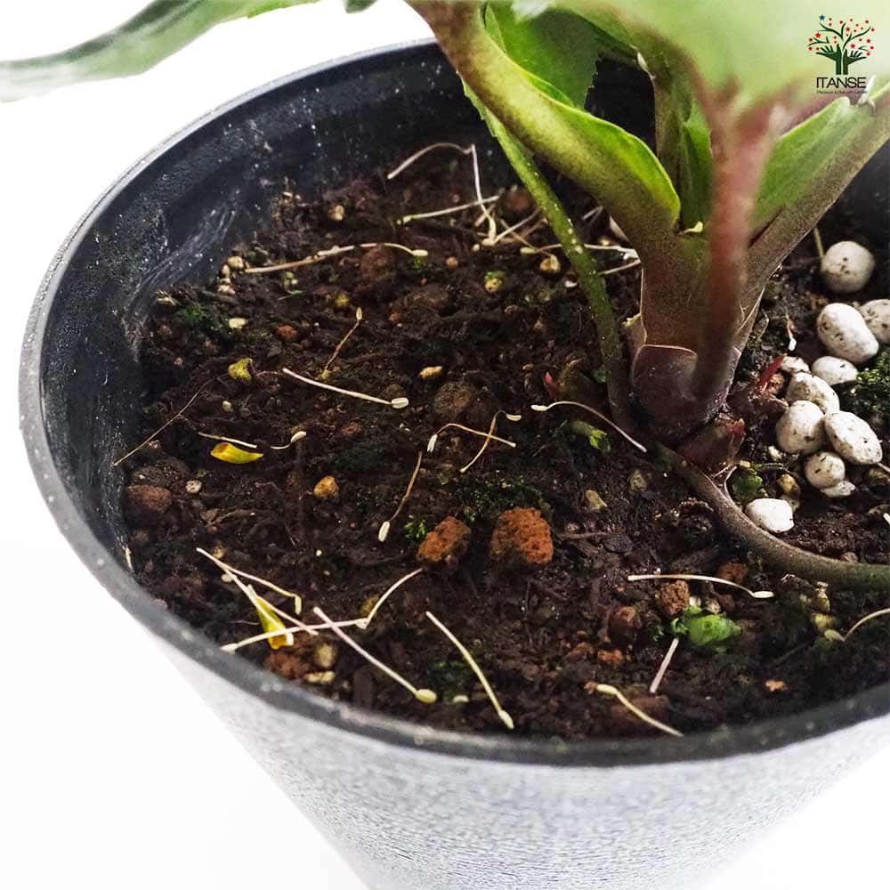 クリスマスローズ アーリーレッド 【花苗 5号鉢/1個売り】