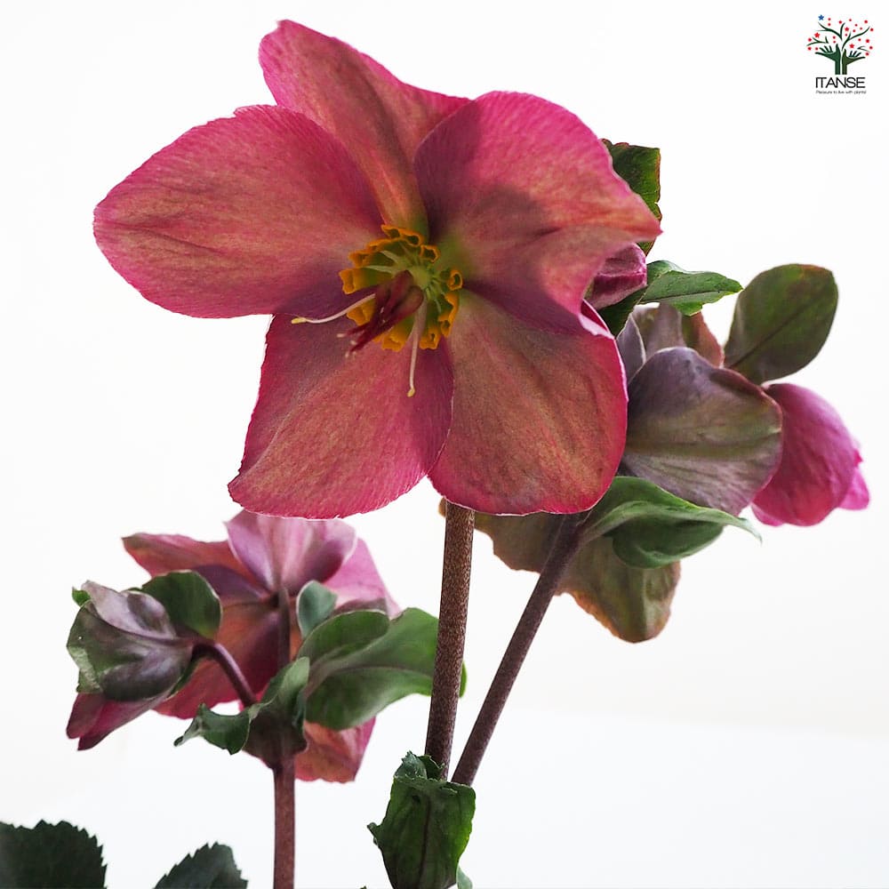 クリスマスローズ 開花予定株 利休 セルフ rikyu-kasuri1.jpg