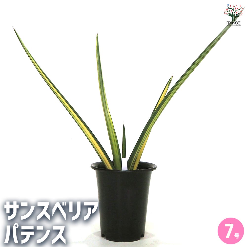 観葉植物 サンスベリア パテンス 【観葉植物 7号／1個売り】｜ 【植物