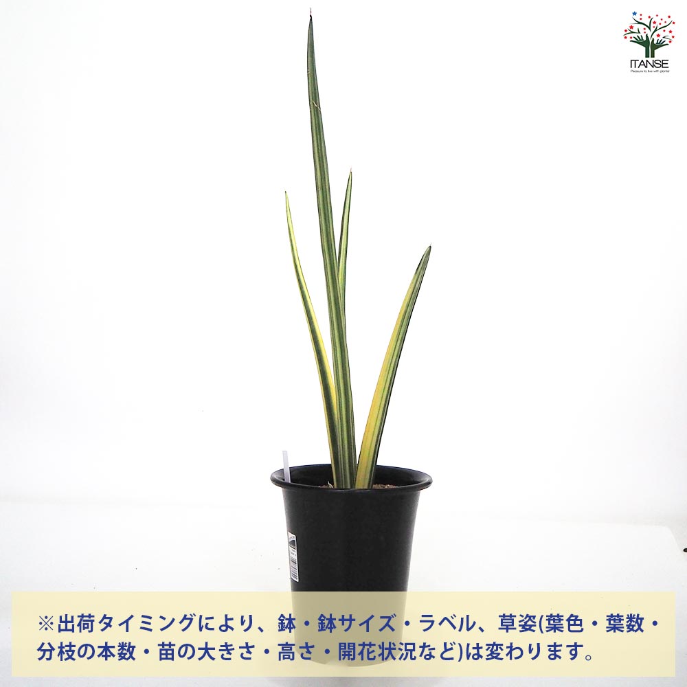 観葉植物 サンスベリア パテンス 【観葉植物 7号/1個売り】