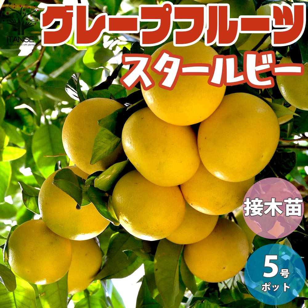 グレープフルーツの苗 スタールビー【果樹苗／15cmポット接木苗／1個売り】
