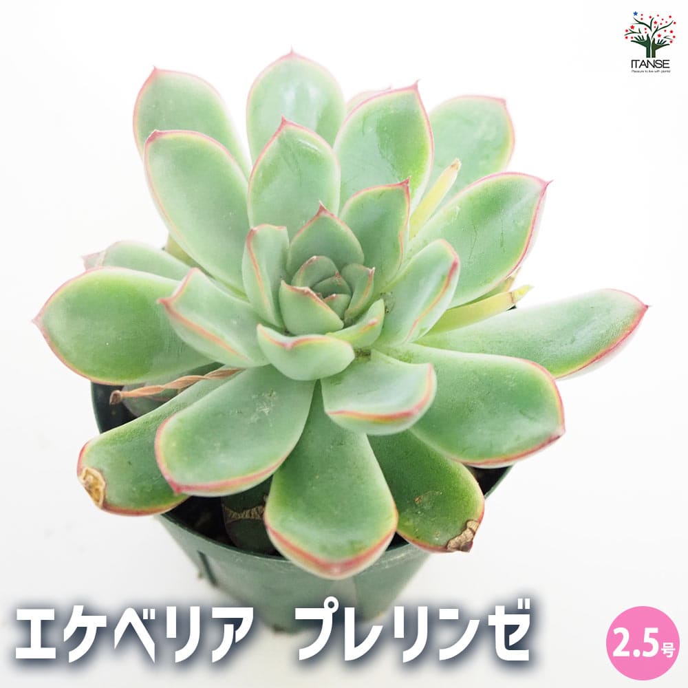 エケベリア プレリンゼ 【多肉植物 2.5号／1個売り】｜ 【植物の