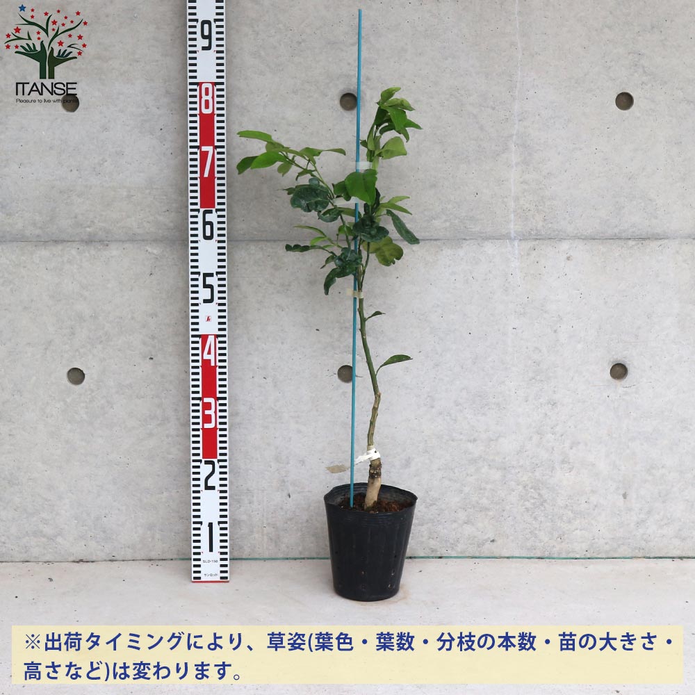 グレープフルーツの苗 スタールビー【果樹苗／15cmポット接木苗／1個売り】