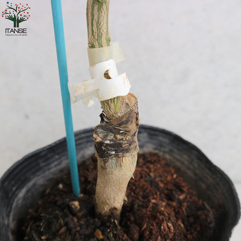 グレープフルーツの苗 スタールビー【果樹の苗木 15cmポット 1～2年生