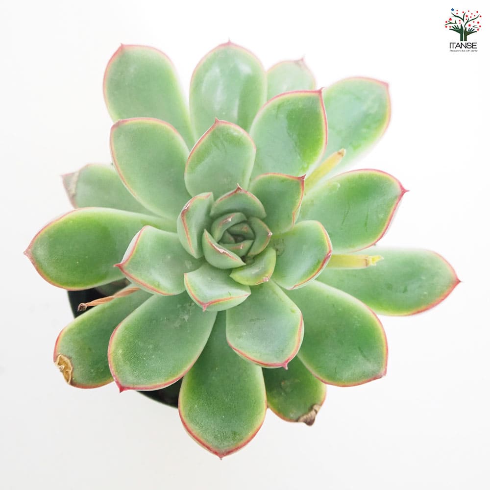 エケベリア プレリンゼ 【多肉植物 2.5号／1個売り】｜ 【植物の