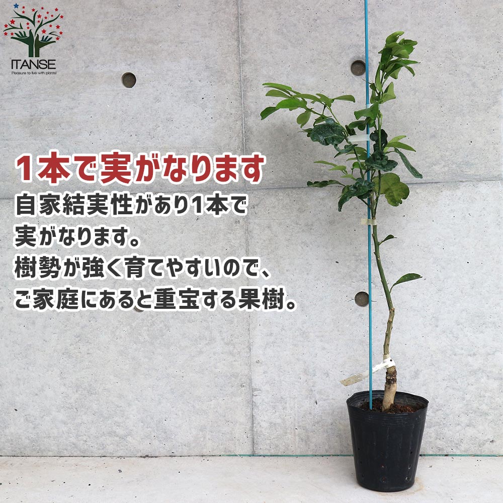 Itanse良品ｾﾚｸﾄ通販