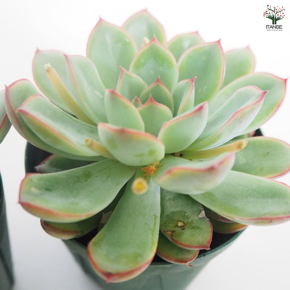 エケベリア プレリンゼ 【多肉植物 2.5号／1個売り】｜ 【植物の