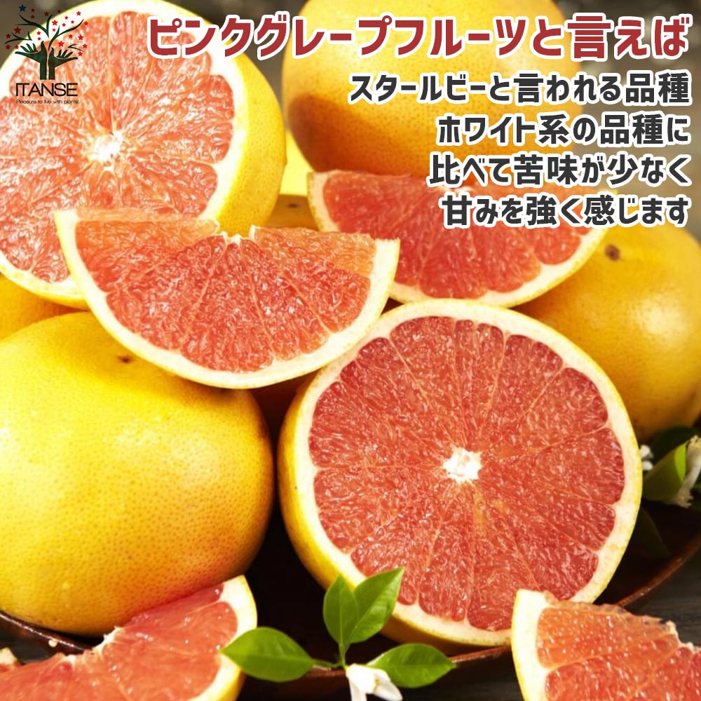 グレープフルーツの苗 スタールビー【果樹苗／15cmポット接木苗／1個売り】