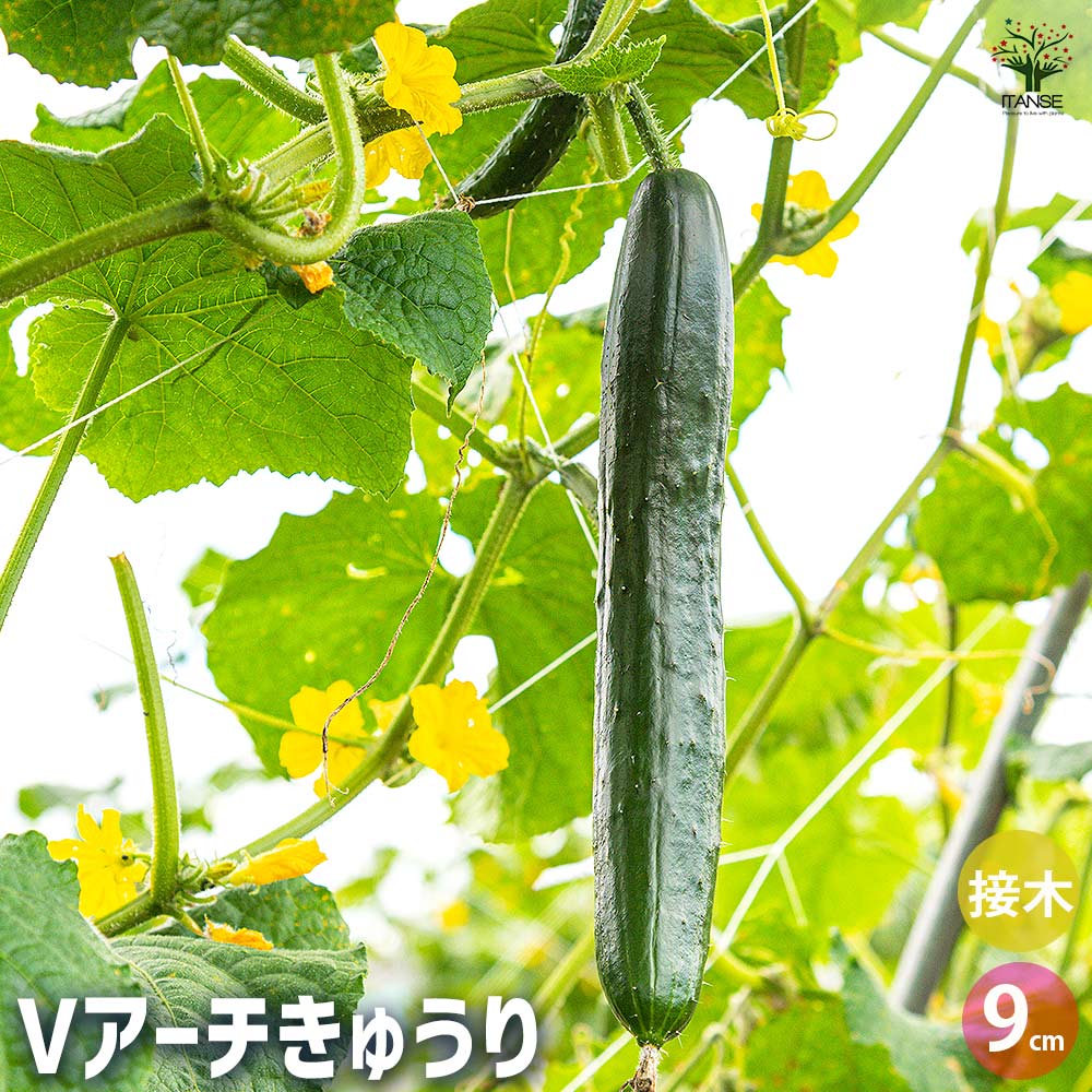 きゅうりの苗 Vアーチきゅうり2個～ 【野菜の苗 3号】