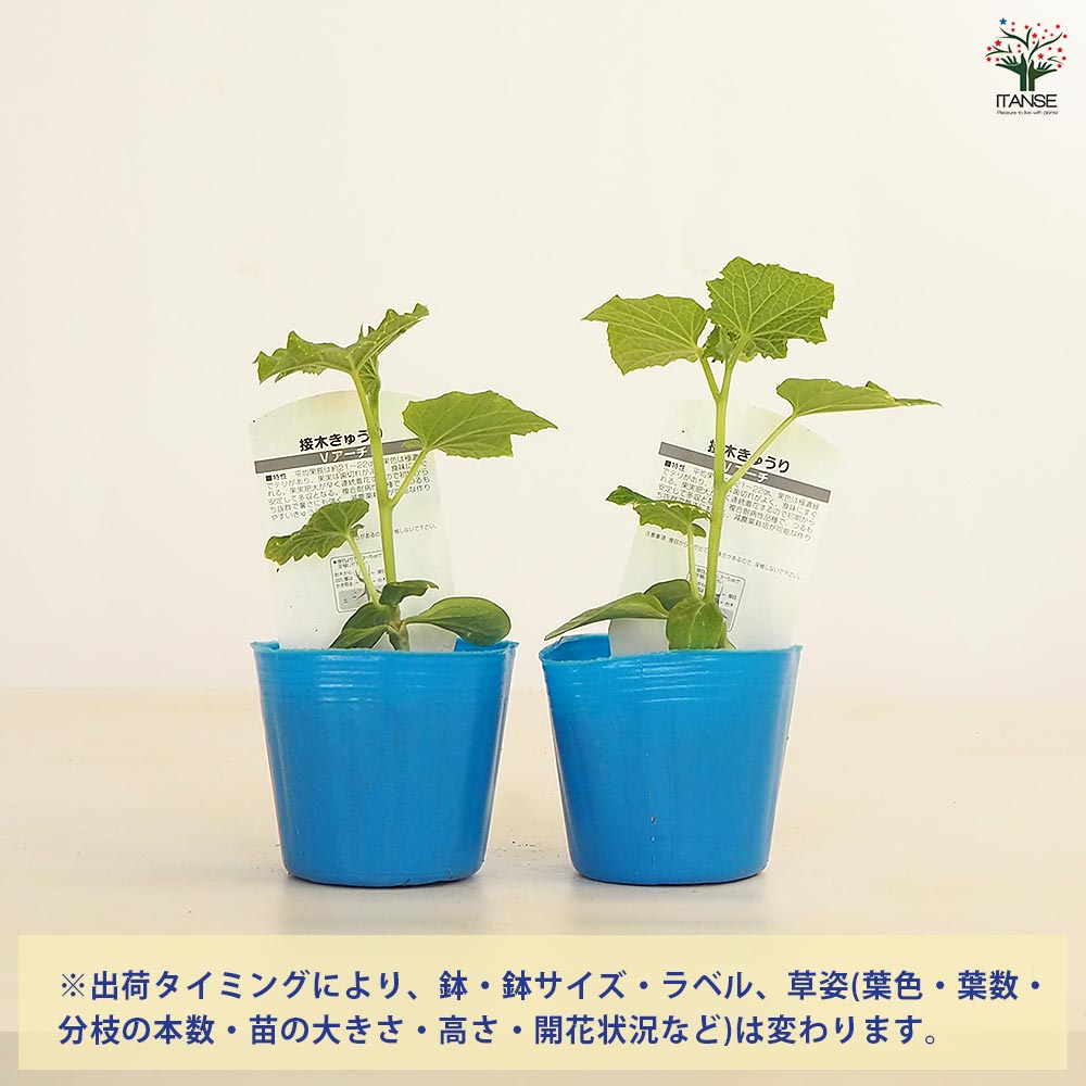 きゅうりの苗 Vアーチきゅうり2個～ 【野菜の苗 3号】