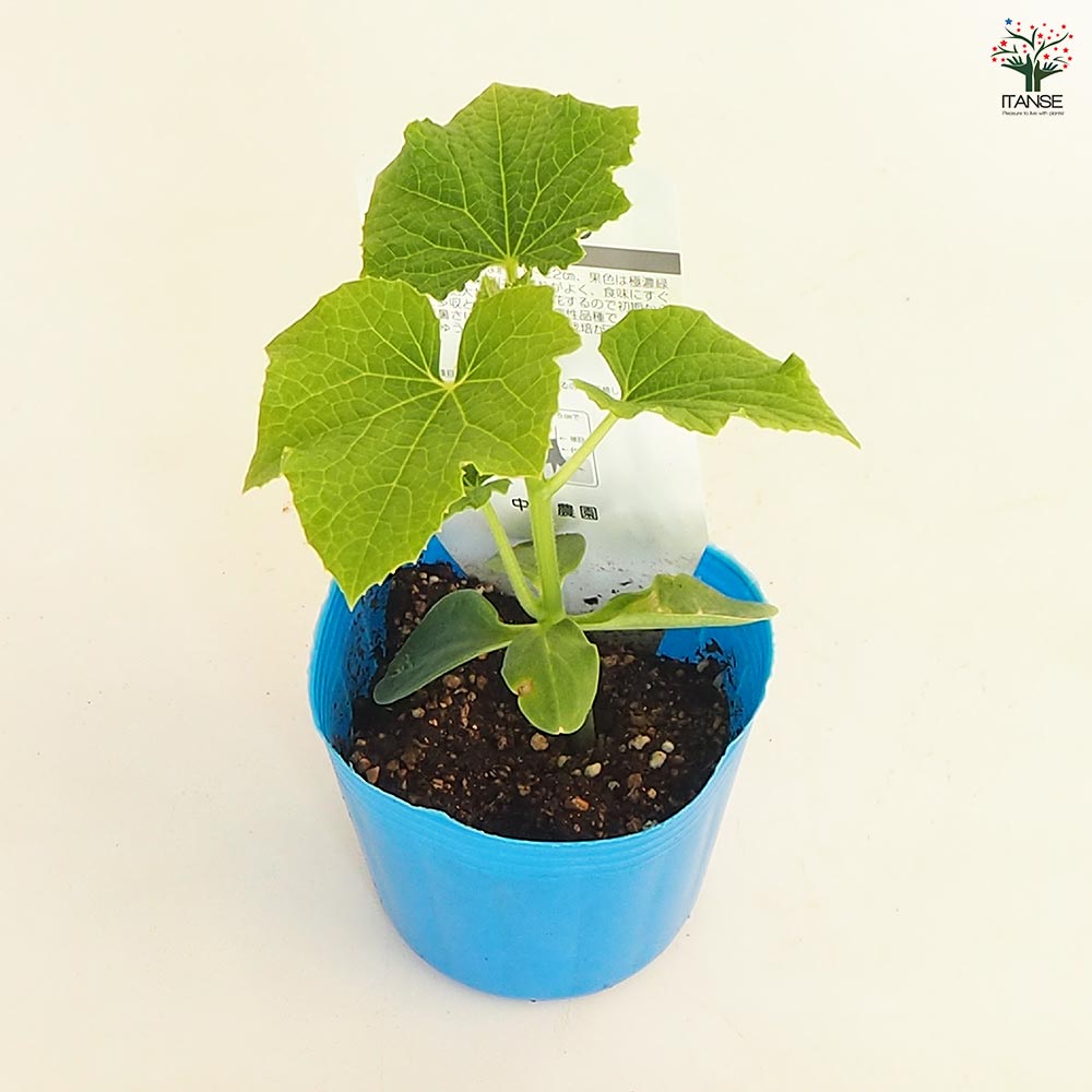 きゅうりの苗 Vアーチきゅうり2個～ 【野菜の苗 3号】｜ 【植物の