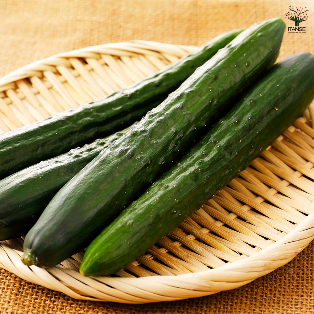 きゅうりの苗 Vアーチきゅうり2個～ 【野菜の苗 3号】