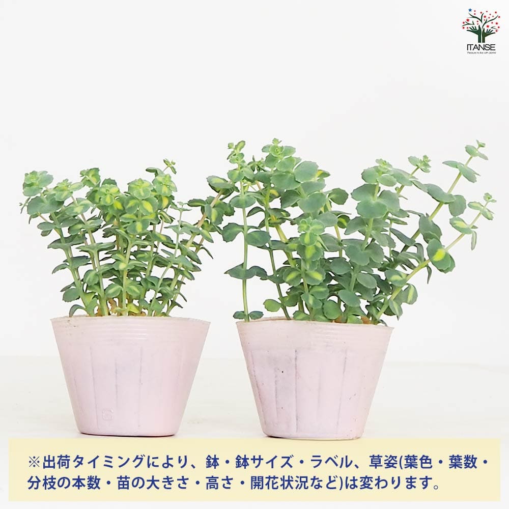 観葉植物 斑入ミセバヤ 【観葉植物 3.5号】｜ 【植物のITANSE