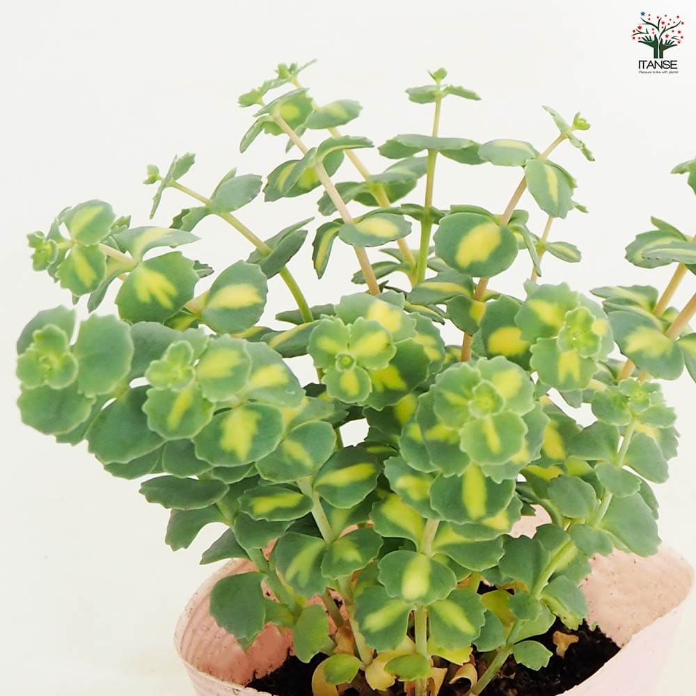 観葉植物 斑入ミセバヤ 【観葉植物 3.5号】｜ 【植物のITANSE