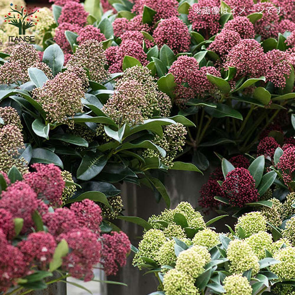 Itanse良品ｾﾚｸﾄ通販