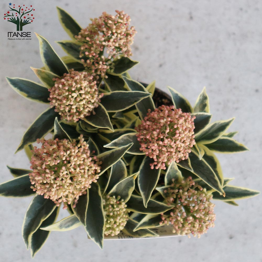 Itanse良品ｾﾚｸﾄ通販