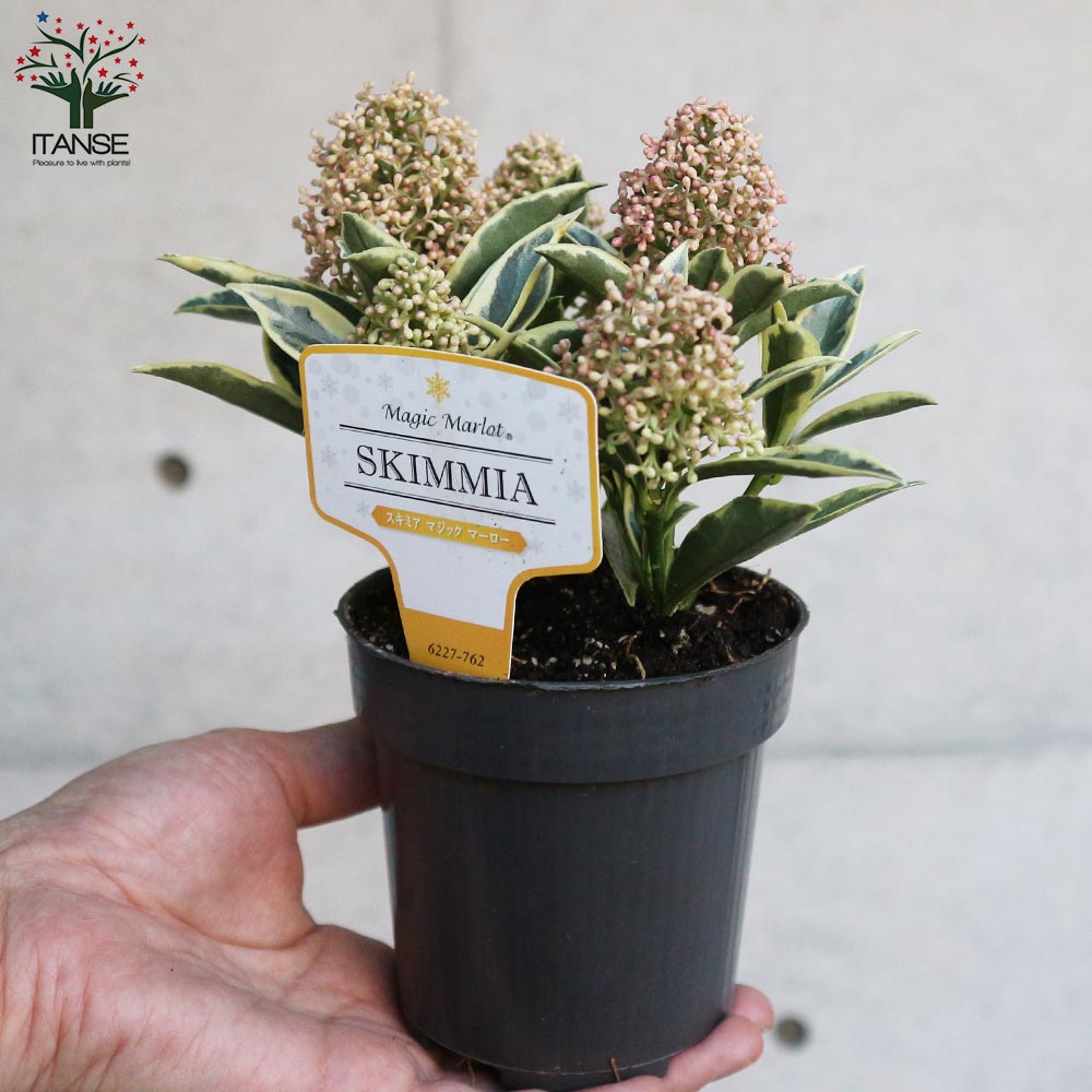 Itanse良品ｾﾚｸﾄ通販