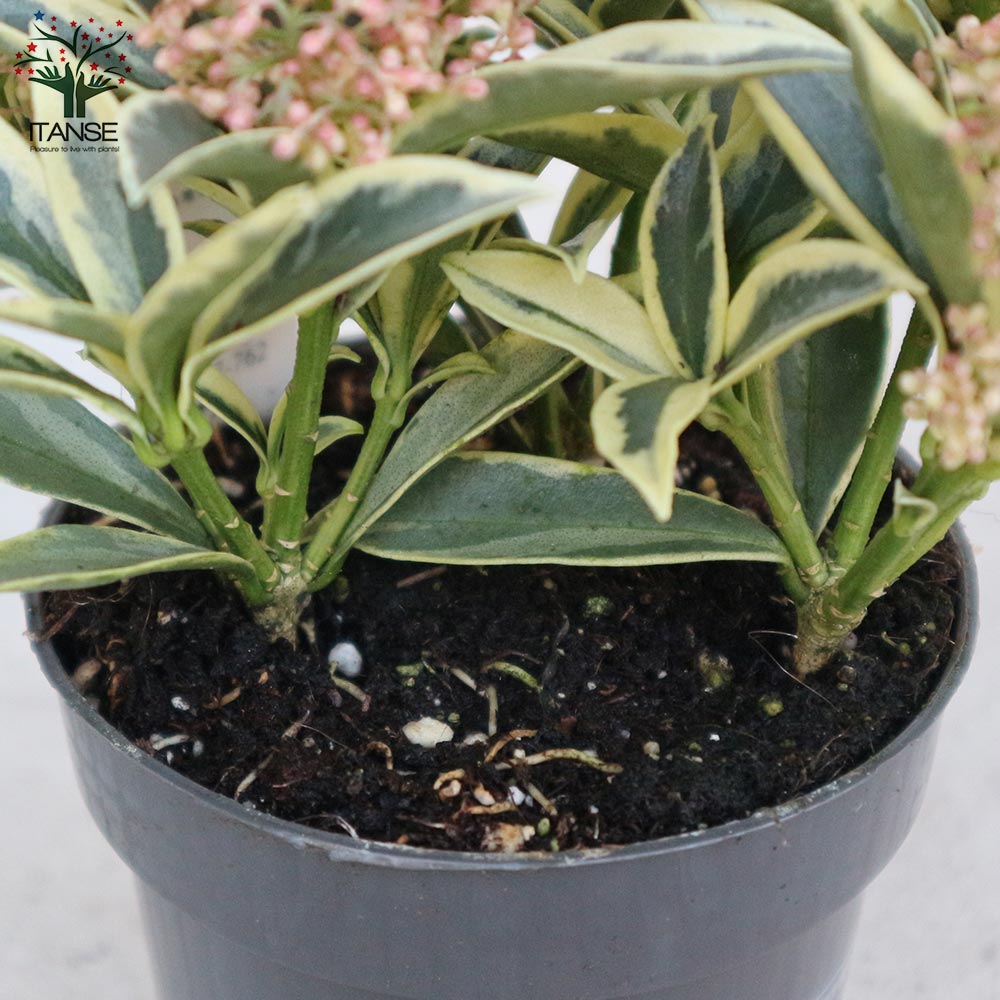 おしゃれ 観葉植物 苗木 ：スキミア マジックマルロー*Magic Marlot