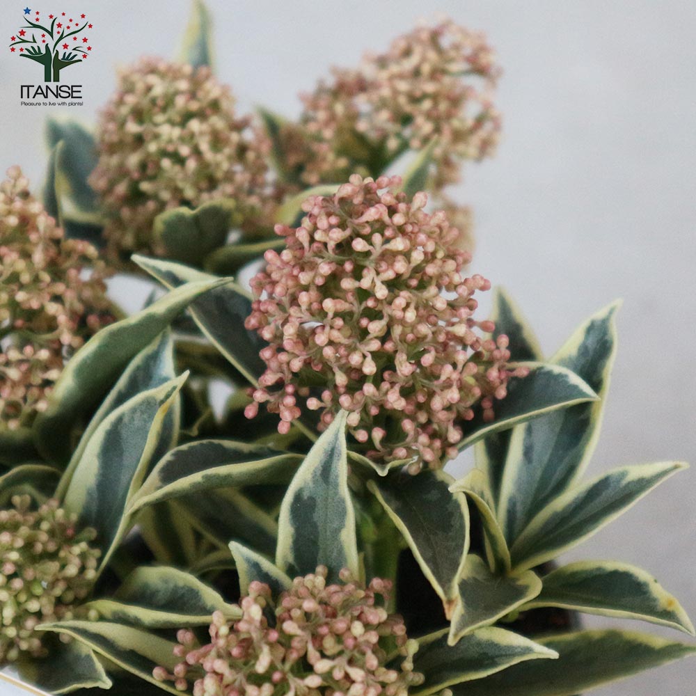 Itanse良品ｾﾚｸﾄ通販