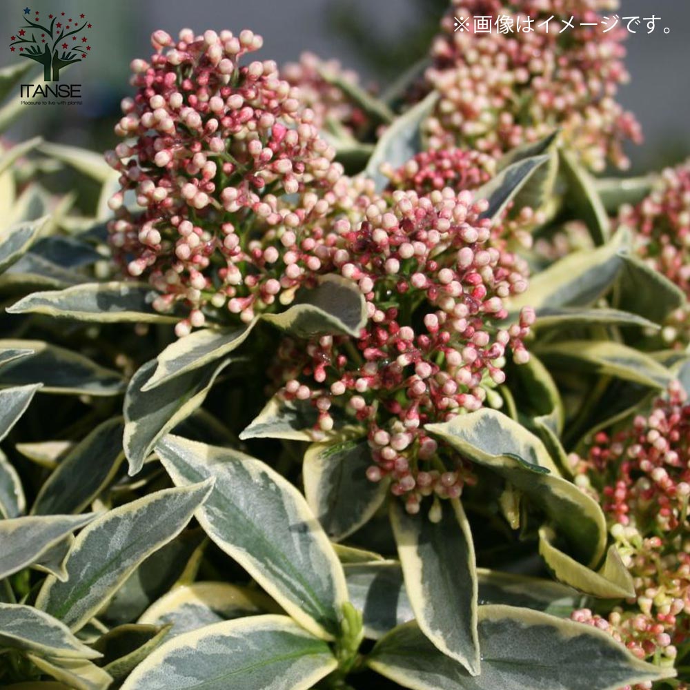 Itanse良品ｾﾚｸﾄ通販