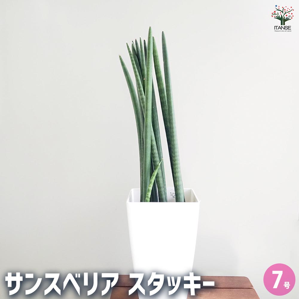 サンスベリア　サンセベリア　希少品種　 スタッキー　本物 stuckyi7.jpg