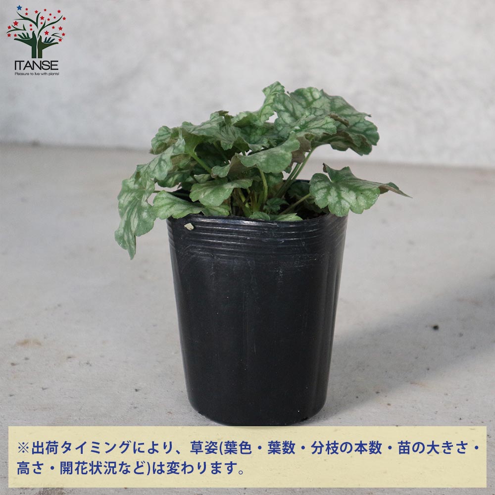 ヒューケラ苗 ヒューケラ・グリーンスパイス【花苗 3.5号ポット苗 カラーリーフ