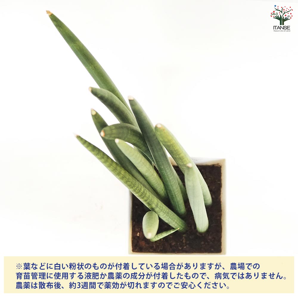 サンスベリア スタッキー 【観葉植物 7号／1個売り】｜ 【植物の