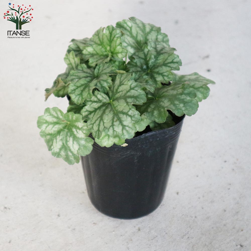 ヒューケラ・グリーンスパイス【花苗 3.5号ポット苗 カラーリーフ