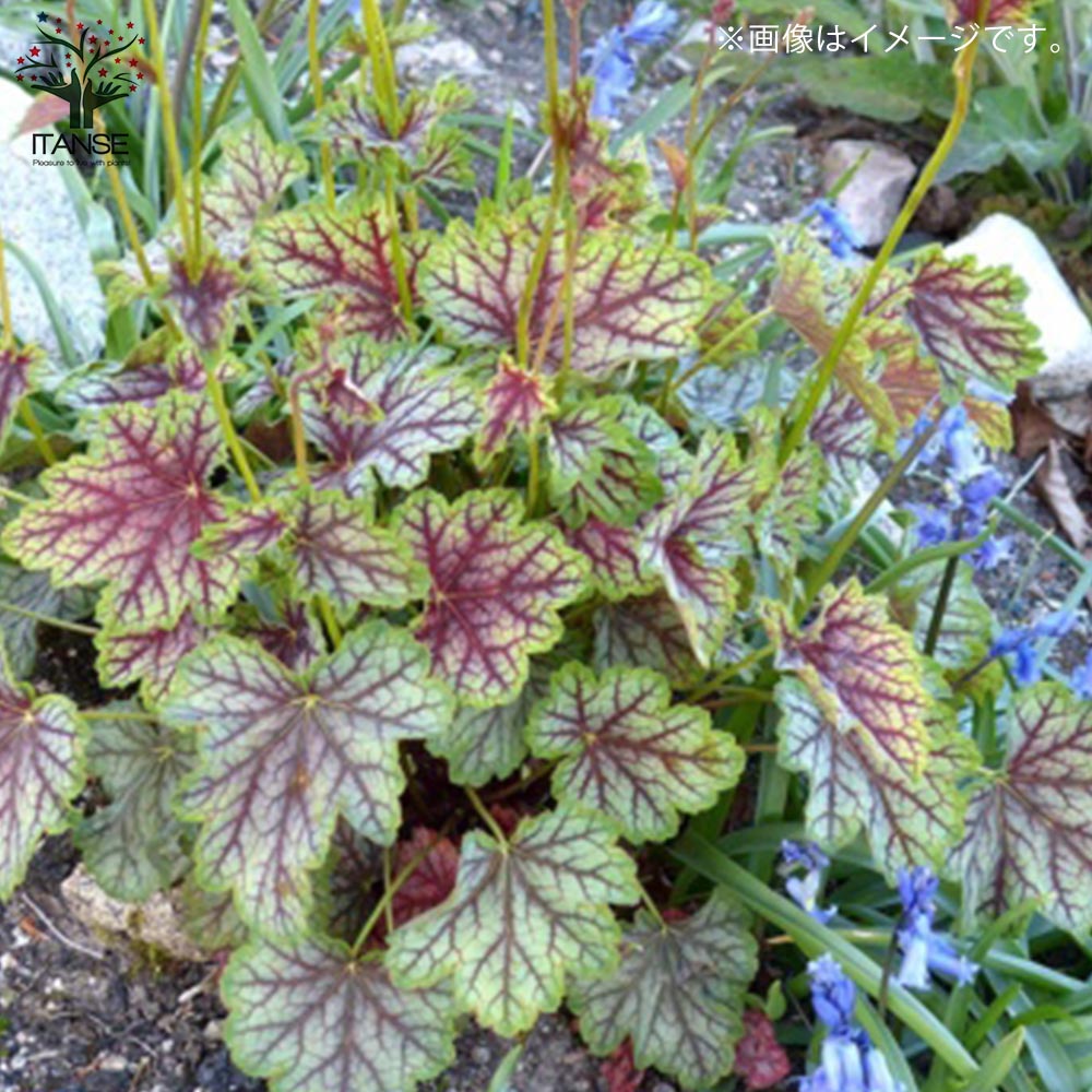 ヒューケラ・グリーンスパイス【花苗 3.5号ポット苗 カラーリーフ
