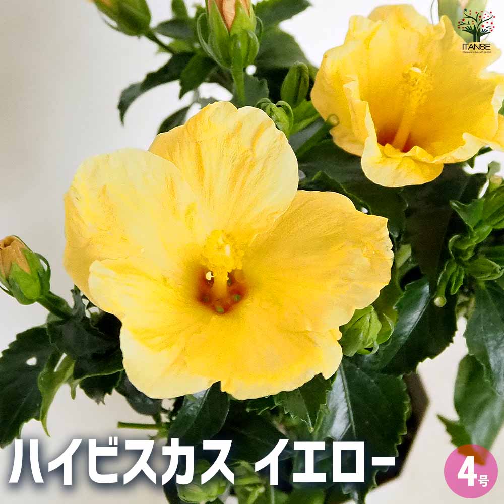 ハイビスカス イエロー 【花木苗 4号／1個売り】｜ 【植物の
