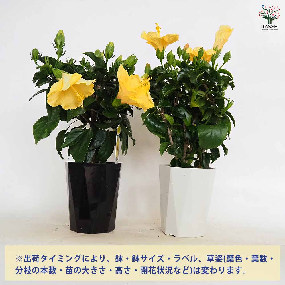 ハイビスカス　苗　大輪　花木　1苗　限定品　観葉植物 ☆送料無料☆大型ハイビスカス苗木陶器鉢植え 一輪挿し・花瓶