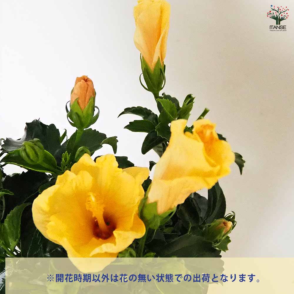 ハイビスカス イエロー 【花木苗 4号／1個売り】｜ 【植物の
