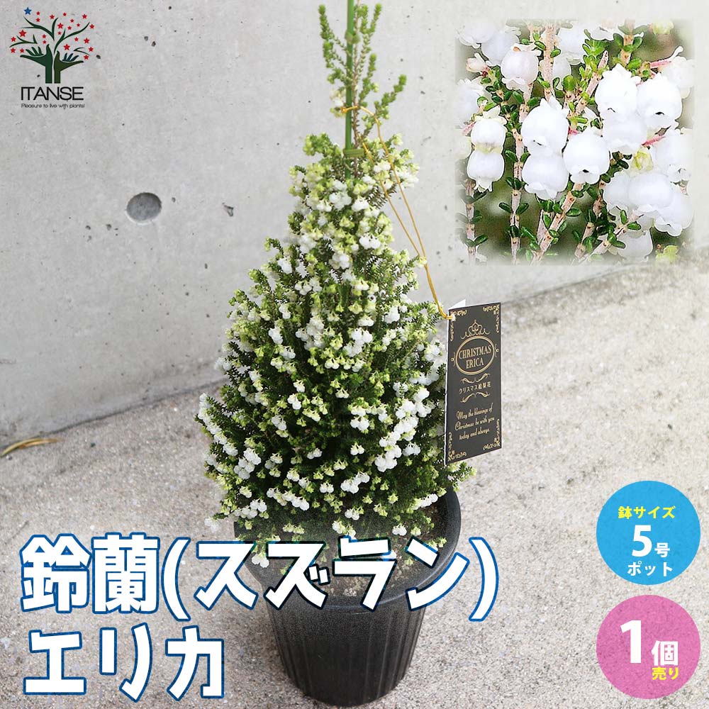 鈴蘭(スズラン)エリカ 【庭木 5号鉢 クリスマス飾り／1個売り】