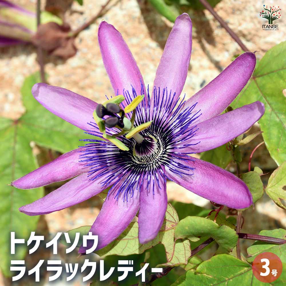トケイソウ ライラックレディー 【果樹の苗 3号】｜ 【植物の