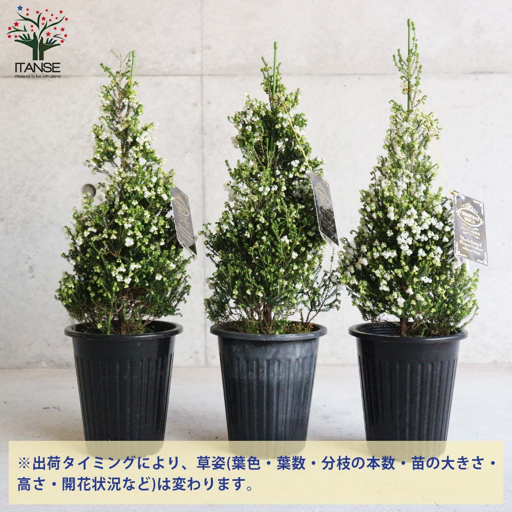 鈴蘭(スズラン)エリカ 【庭木 5号鉢 クリスマス飾り／1個売り】