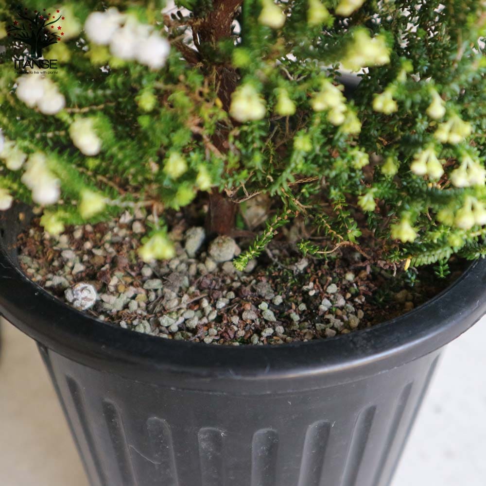 鈴蘭(スズラン)エリカ 【庭木 5号鉢 クリスマス飾り／1個売り】