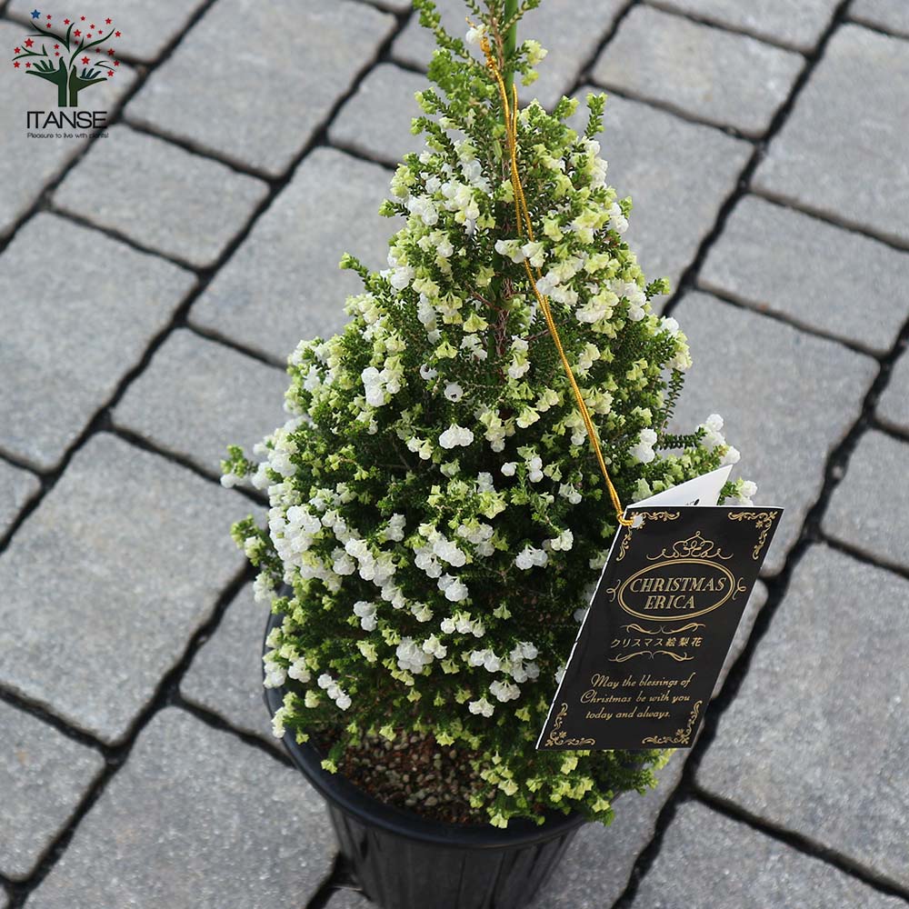 鈴蘭(スズラン)エリカ 【庭木 5号鉢 クリスマス飾り／1個売り】
