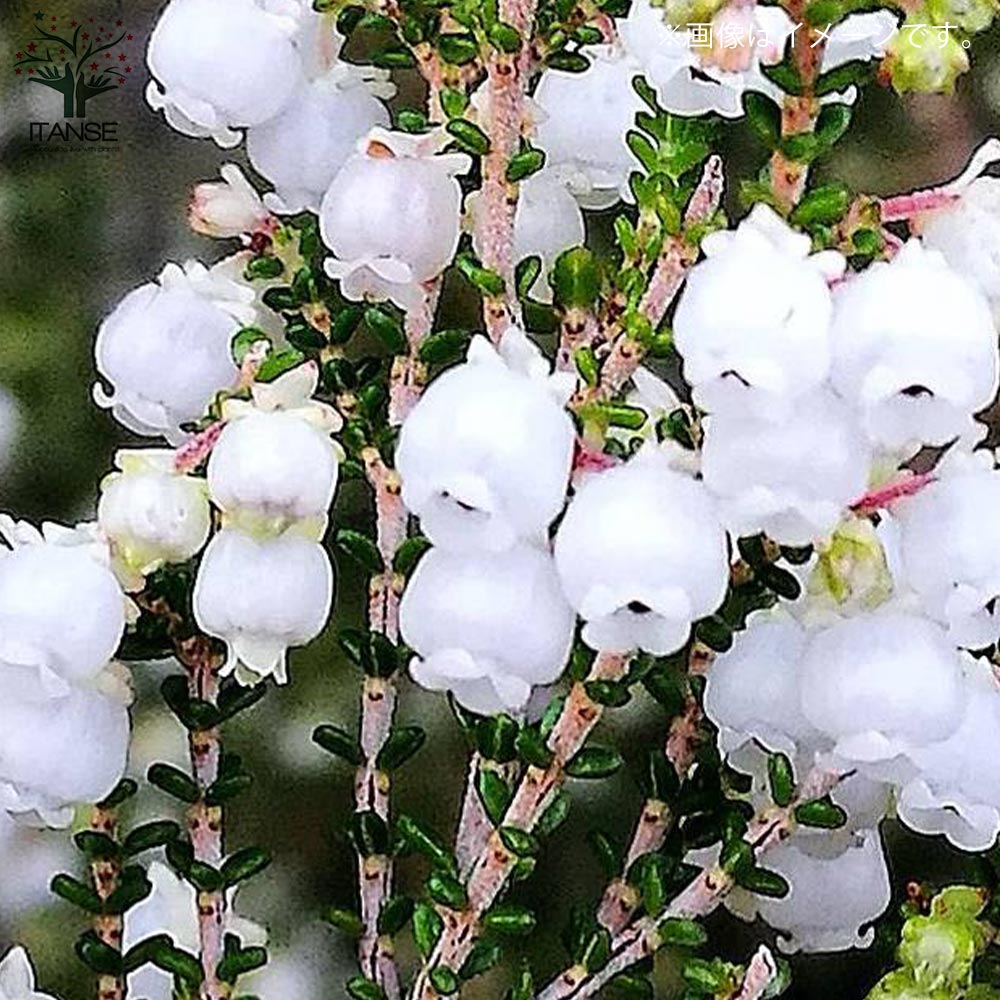 鈴蘭(スズラン)エリカ 【庭木 5号鉢 クリスマス飾り／1個売り】